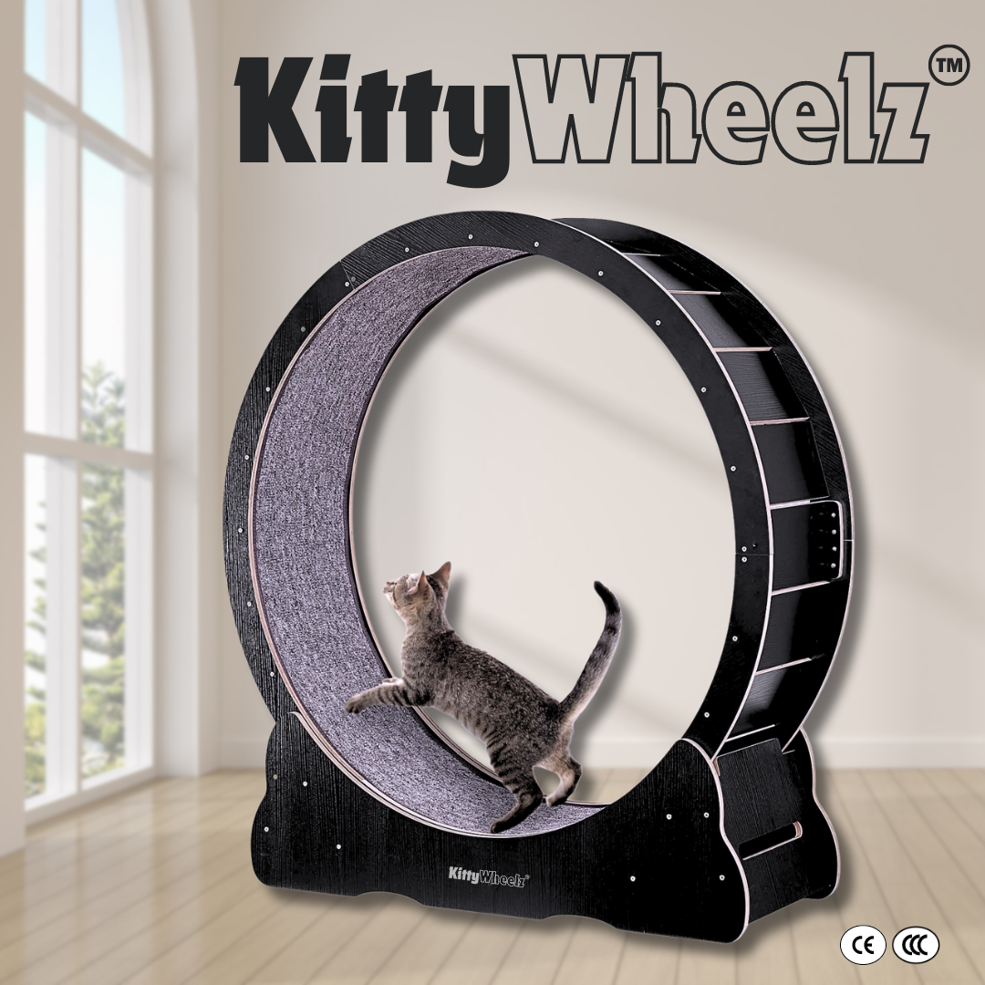 Kitty Wheelz