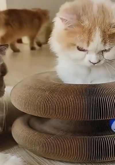 Kitty Curlz